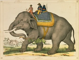 Elefantti metsästi omaa kuvalehteään, jonka julkaisi Joseph Scholz, Mainz, n. 1860