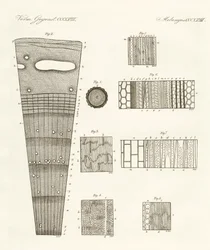Puun anatomia (värikaiverrus)