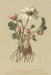 Anemone-kaltainen varisjalka (Ranunculus anemonoides, Callianthemum anemonoides)