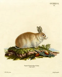 Angora Rabbit (värillinen kaiverrus)