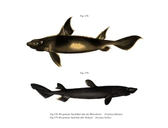 Angular Roughshark (väri litho)
