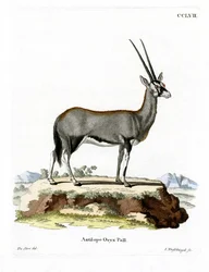 Arabian Oryx (värillinen kaiverrus)