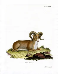 Argali (värillinen kaiverrus)