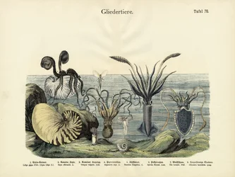Niveljalkaiset, n. 1860