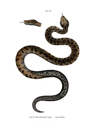 Asp Viper (väri litho)