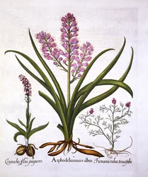 Asphodel, Burnt Orchid ja Fumaria Spicata, Hortus Eystettensis, kirjoittanut Basil Besler (1561-1629), pub. 1613 (käsinvärinen kaiverrus)