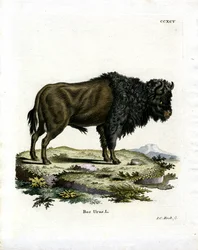 Aurochs (värillinen kaiverrus)
