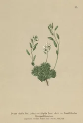 Itävallan Whitlow Grass (Draba dubia, Draba frigida)