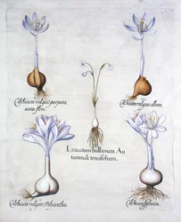 Syksyiset lumihiutaleet ja niittysahramit, Hortus Eystettensis, kirjoittanut Basil Besler (1561-1629), pub. 1613 (käsinvärinen kaiverrus)