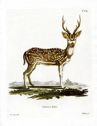 Axis Deer (värillinen kaiverrus)