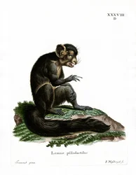 Aye-Aye (värillinen kaiverrus)