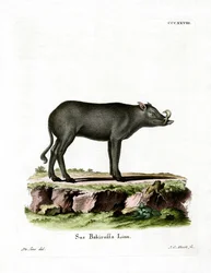 Babirusa (värillinen kaiverrus)