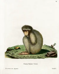 Barbary Ape (värillinen kaiverrus)