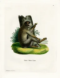 Barbary Ape (värillinen kaiverrus)