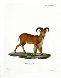 Barbary Sheep (värillinen kaiverrus)