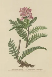 Nokkaton punainen täimato (Pedicularis recutita)