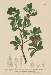 Karhunmarja (Arctostaphylos Uva ursi, Arctostaphylos officinalis)