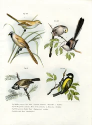 Parrakas papukaijannokka, 1864