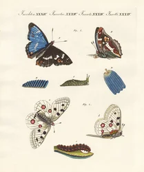 Kauniita perhosia