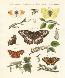 Kauniita saksalaisia perhosia