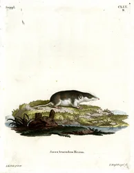 Kaksivärinen kaiverrus (värillinen kaiverrus)