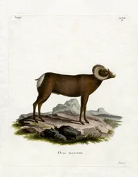 Bighorn Sheep (värillinen kaiverrus)