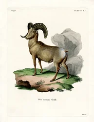 Bighorn Sheep (värillinen kaiverrus)
