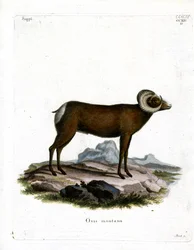 Bighorn Sheep (värillinen kaiverrus)