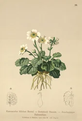 Buttercup (Ranunculus bilobus, Ranunculus Bertolonii)