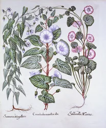 Bindweed, Dogs Bane ja Sea Bindweed, Hortus Eystettensis, kirjoittanut Basil Besler (1561-1629), pub. 1613 (käsinvärinen kaiverrus)
