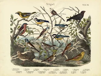 Linnut, n. 1860
