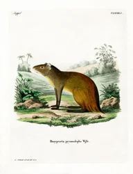 Black-rumped Agouti (värillinen kaiverrus)