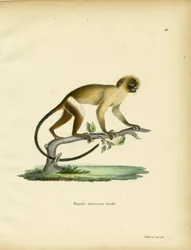 Mustahäntämarmosetti