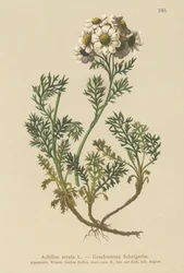Mustakärsämö (Achillea atrata)