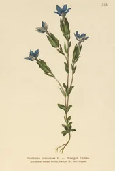 Virtsarakko Gentian (Gentiana utriculosa)