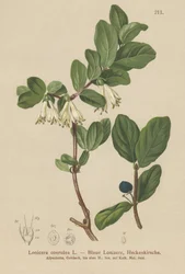 Sininen kuusama (Lonicera caerulea, Lonicera coerulea)