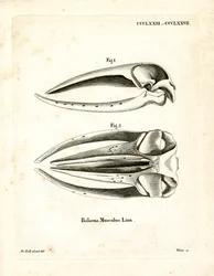 Blue Whale Skull (värillinen kaiverrus)