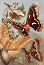 Bombycoid Moths, levy "Brehms Tierleben: Allgemeine Kunde des Tierreichs", vol.9, s.410, julkaisija Bibliographisches Institut