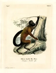 Ruskeaselkäinen Bearded Saki (värillinen kaiverrus)