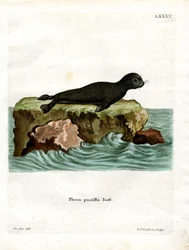 Brown Fur Seal (värillinen kaiverrus)