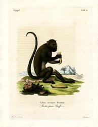 Brown Howler (värillinen kaiverrus)