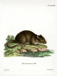 Ruskea rotta (värillinen kaiverrus)