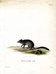 Harjahäntäinen pussihiiri