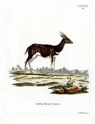 Bushbuck (värillinen kaiverrus)