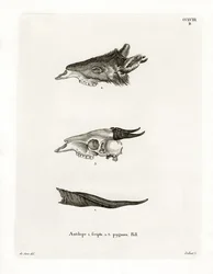 Bushbuck Horns (värillinen kaiverrus)