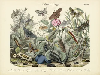 Perhoset, n. 1860