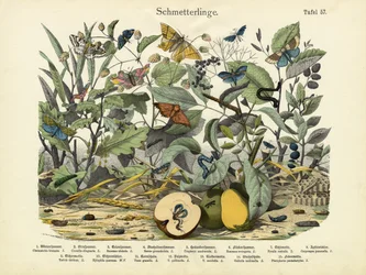 Perhoset, n. 1860