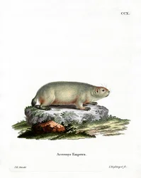 Canadian Marmot (värillinen kaiverrus)