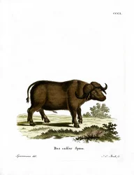 Cape Buffalo (värillinen kaiverrus)