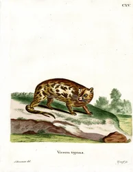 Cape Genet (värillinen kaiverrus)